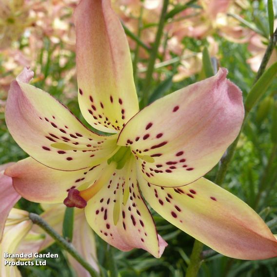 Lily 'Corsage'