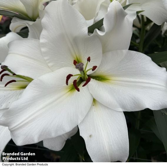 Lily 'Davenport'