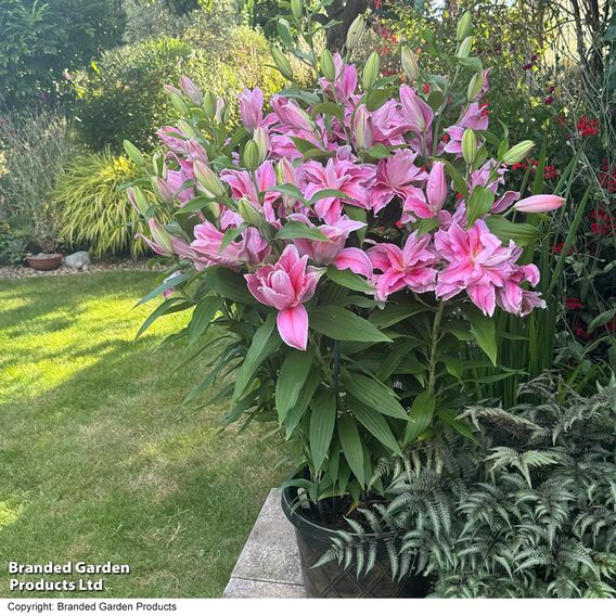 Lily 'Twyford'