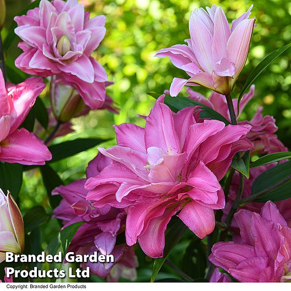 Lily 'Diantha'