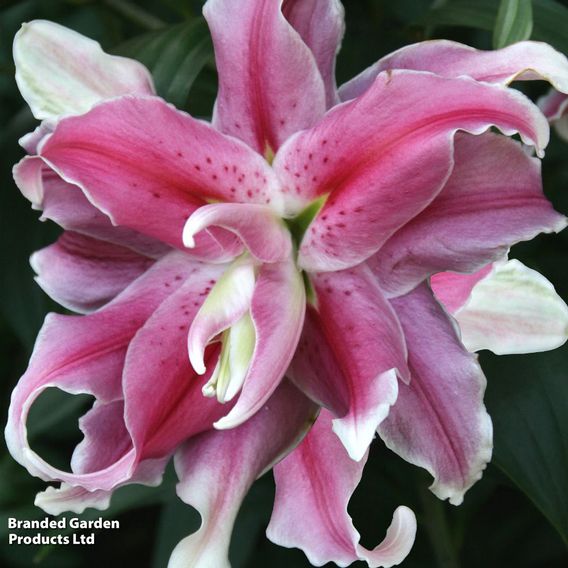Lily 'Distant Drum'