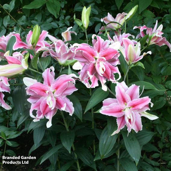 Lily 'Distant Drum'