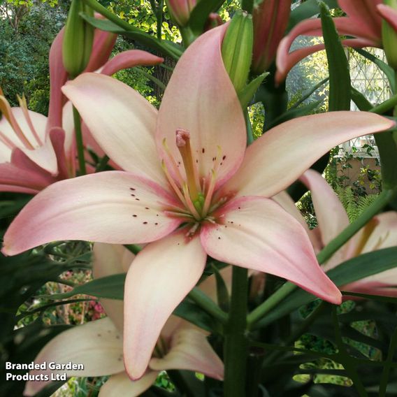 Lily 'Easy Waltz' (Pollen Free)