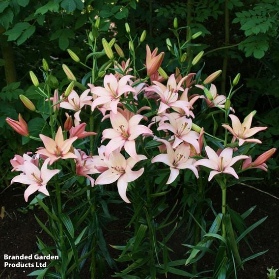 Lily 'Easy Waltz' (Pollen Free)