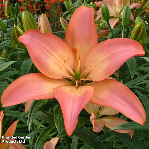 Lily 'Easy Whisper' (Pollen Free)