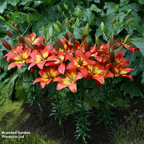 Lily 'Forever Linda'