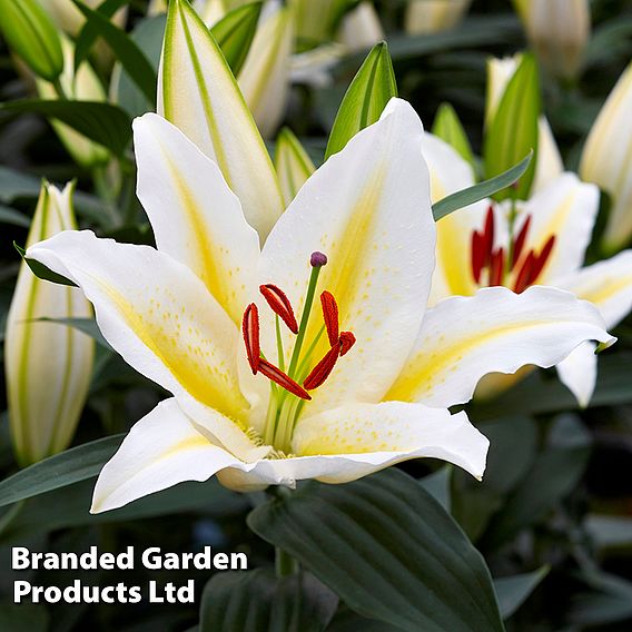 Lily 'Oriental Giant Flowering Collection'