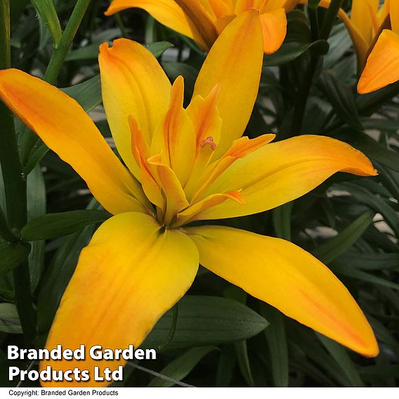 Lily (Pollen Free) 'Gold Twin'