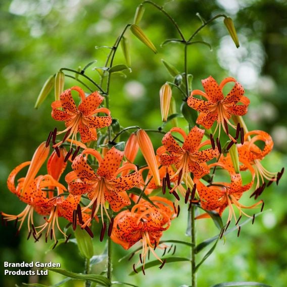 Lily lancifolium