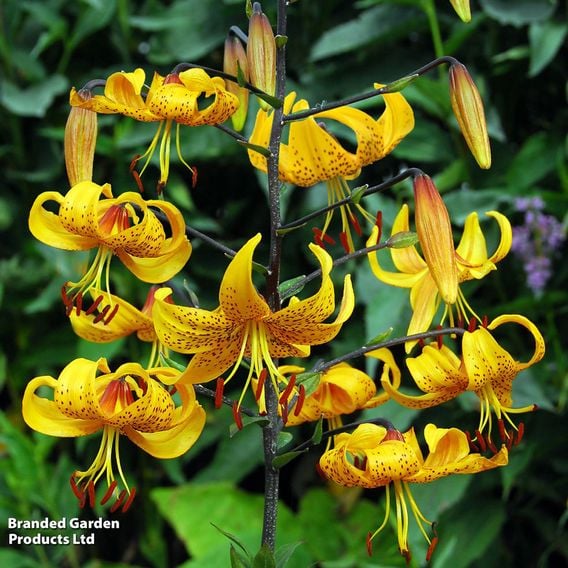 Lily leichtlinii