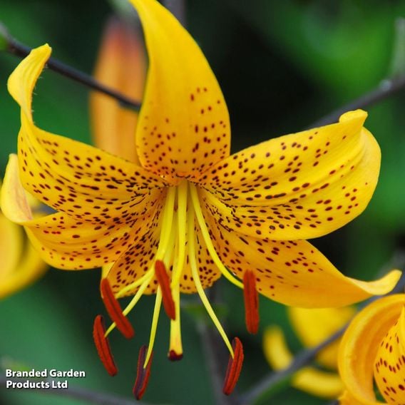 Lily leichtlinii