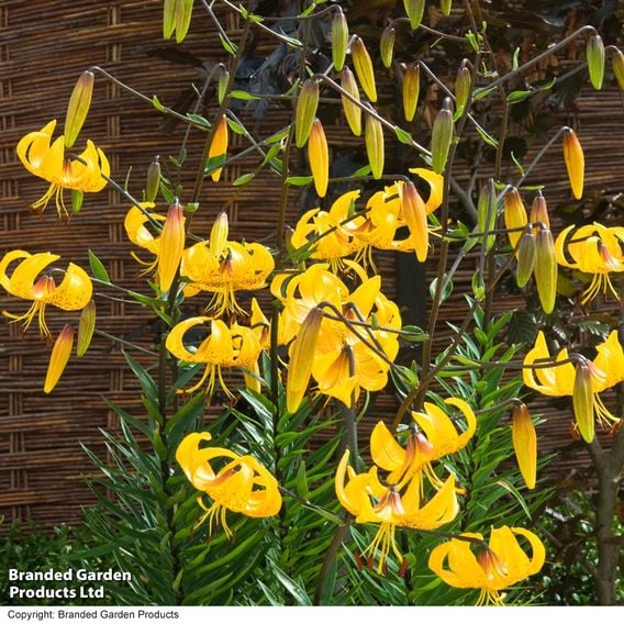 Lily leichtlinii