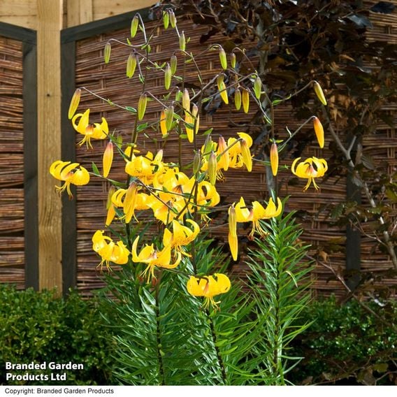 Lily leichtlinii