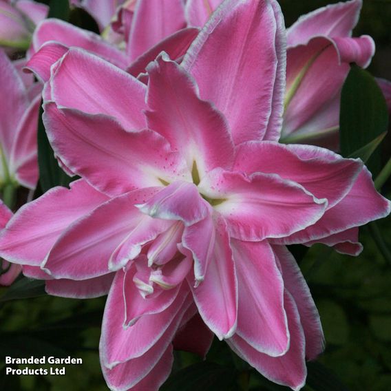 Lily 'Lotus Wonder'