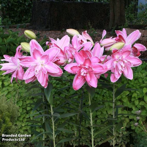 Lily 'Lotus Wonder'