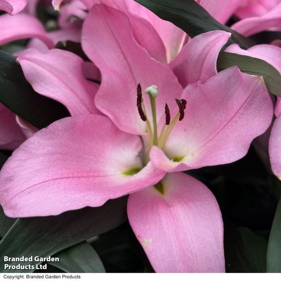 Lily 'Marchesa'
