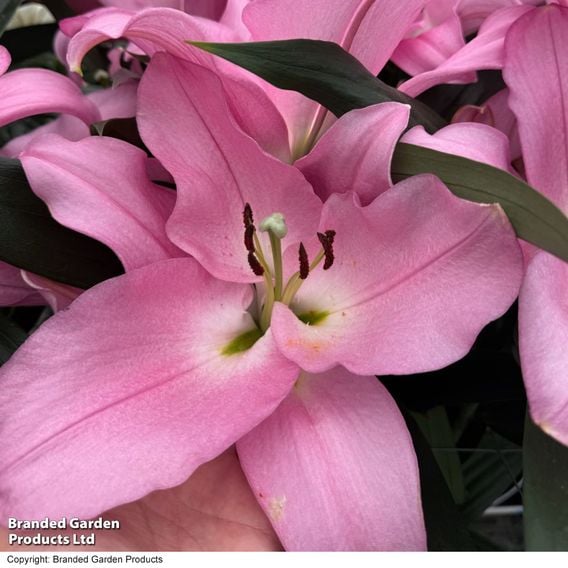 Lily 'Marchesa'