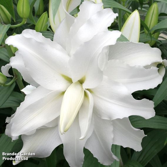 Lily 'My Wedding'