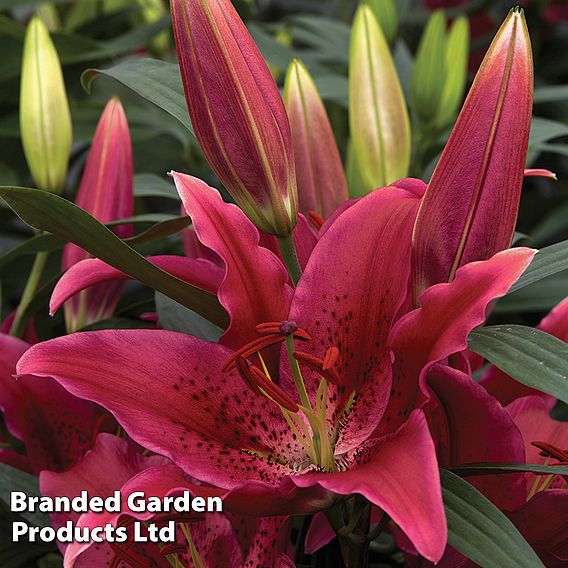 Lily 'Oriental Giant Flowering Collection'