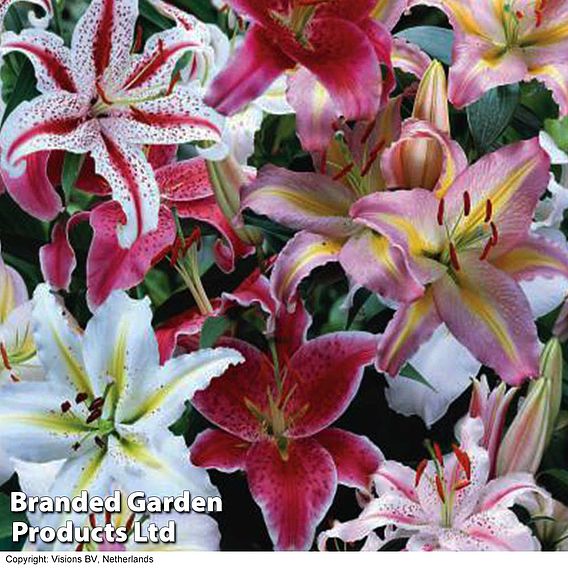 Giant Oriental Lily Collection