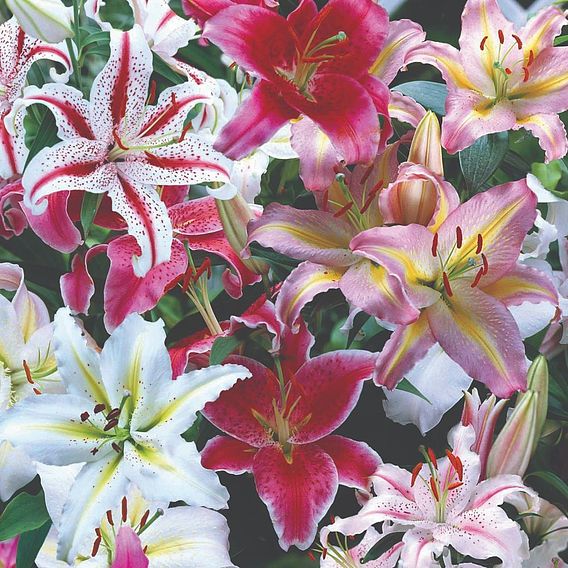 Lily Oriental Bumper Pack