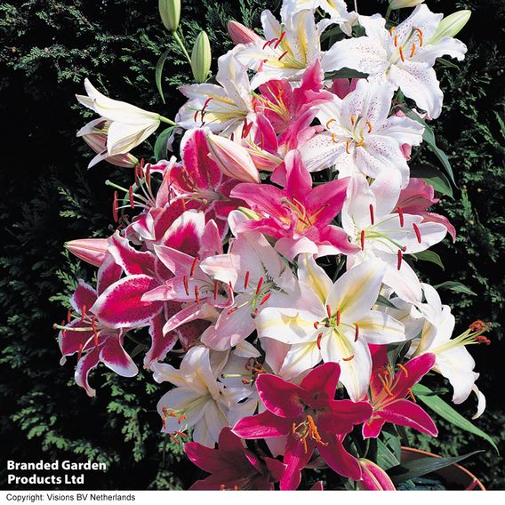 Suttons Lily Oriental Giant Collection