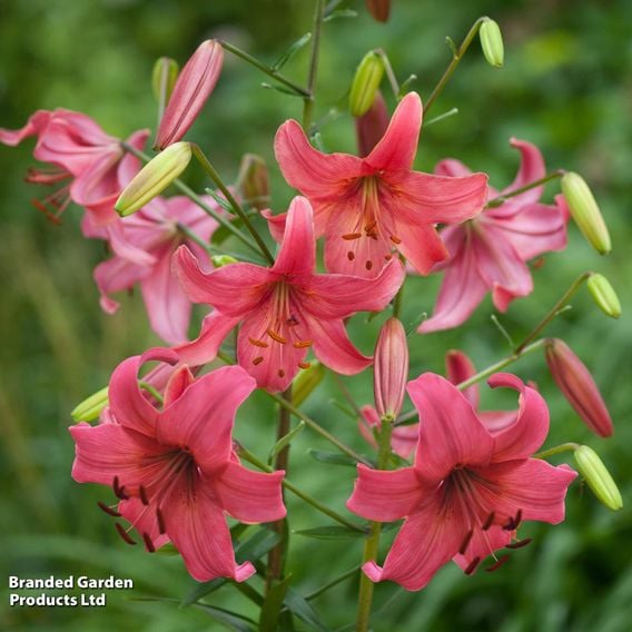 Lily 'Pink Flight'