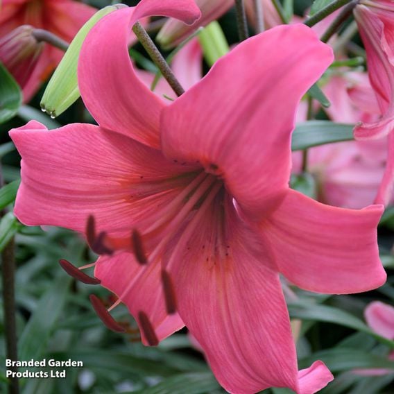 Lily 'Pink Flight'