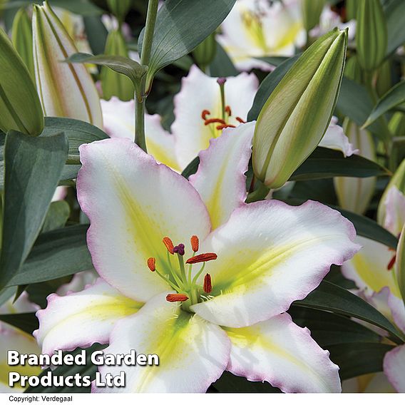 Lily 'Oriental Giant Flowering Collection'