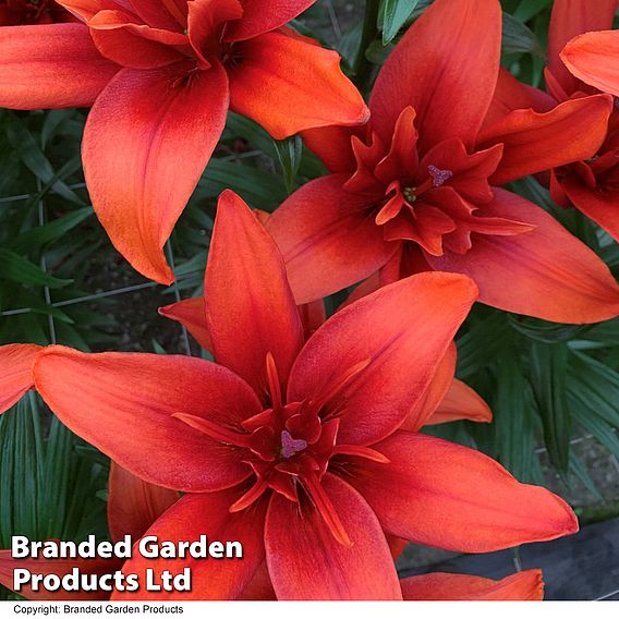 Lily (Pollen Free) 'Red Twin'