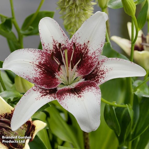 Lily 'Tribal Kiss'