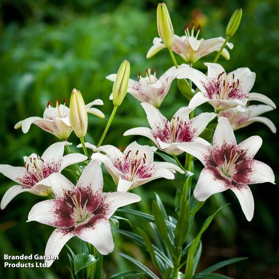 Lily 'Tribal Kiss'