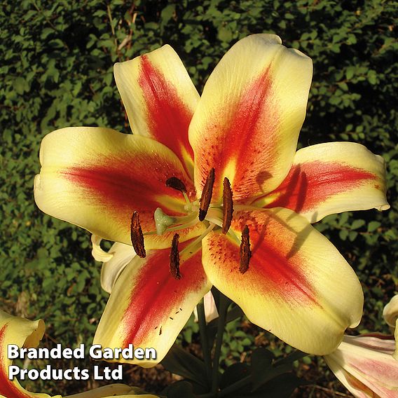 Tree Lily 'Starburst'