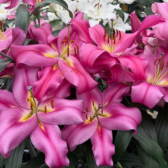 Lily 'Veneto'