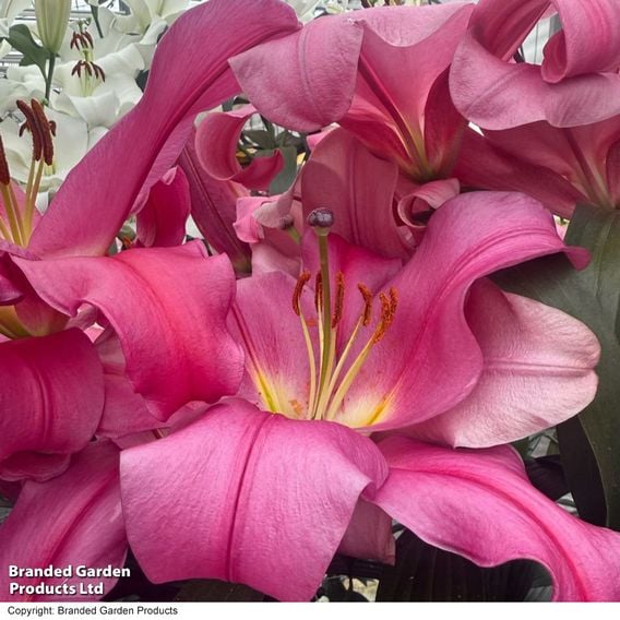 Lily 'Veneto'