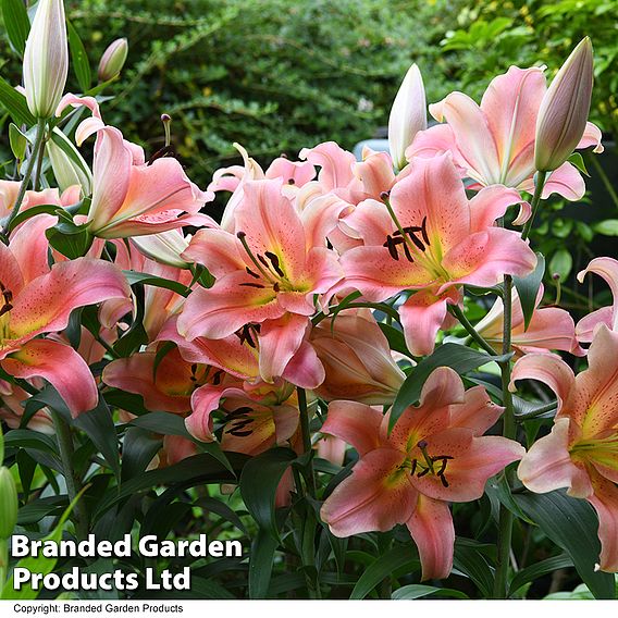 Lily 'Zelmira'