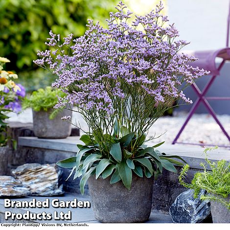 Limonium 'Dazzle Rocks'