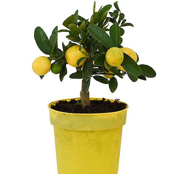 Limequat (Citrus Fruit)