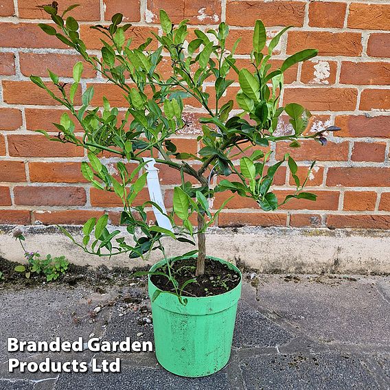 Kaffir Lime (Citrus Fruit)