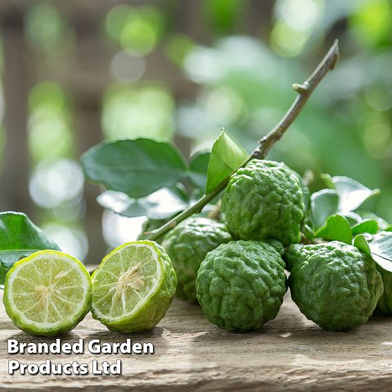 Kaffir Lime (Citrus Fruit)