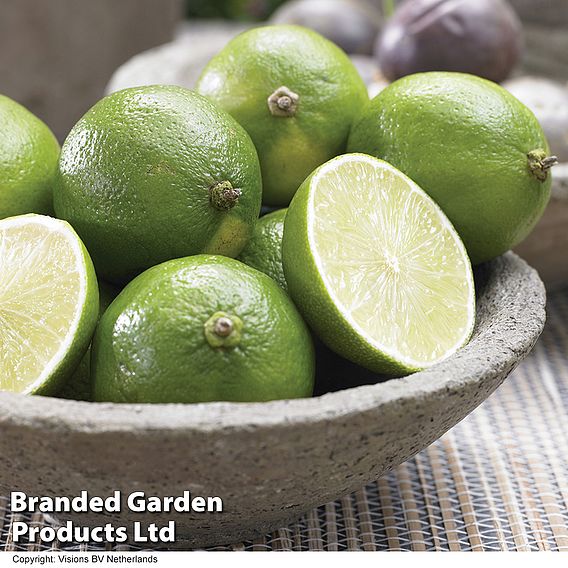 Lime 'Tahiti' (Citrus Fruit)