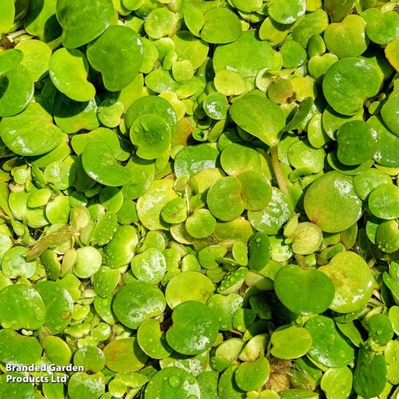 Limnobium spongia (Floating aquatic)