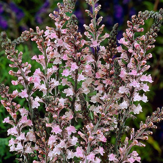 Linaria purpurea 'Canon Went'