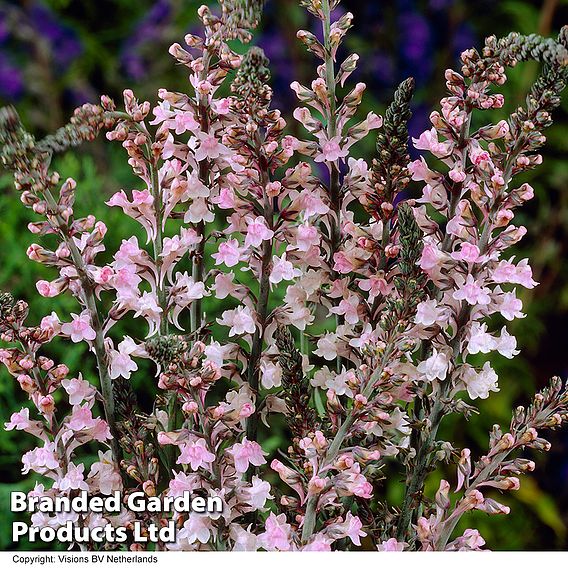 Linaria purpurea 'Canon Went'