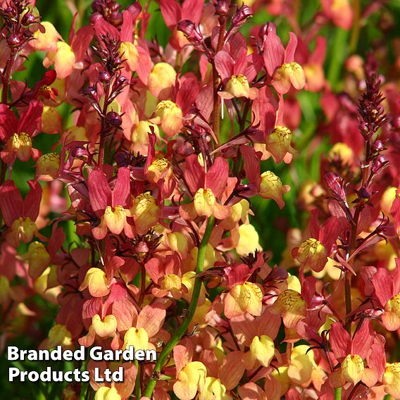 Linaria maroccana Licilia Peach Seeds