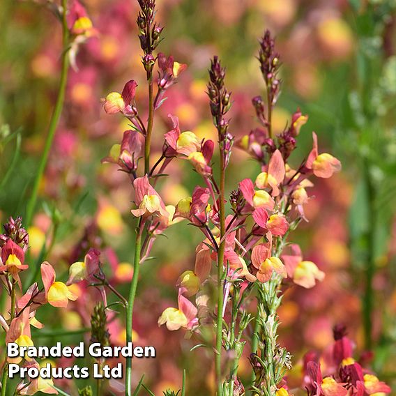 Linaria maroccana Licilia Peach Seeds