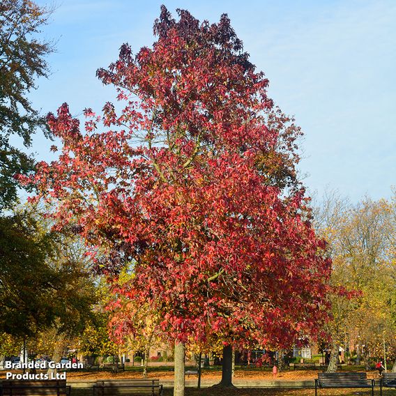 Liquidambar styraciflua (Mature Tree)