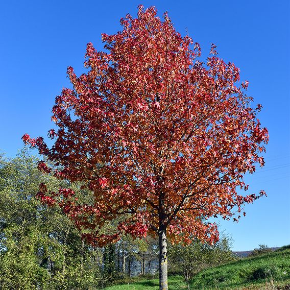Liquidambar styraciflua (Mature Tree)