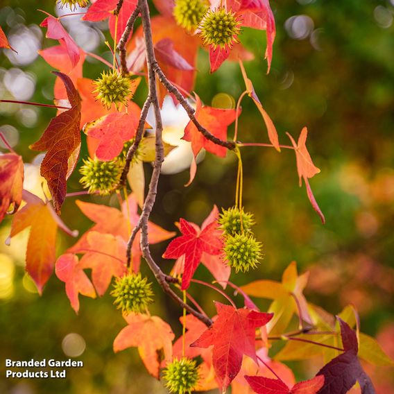 Liquidambar styraciflua (Mature Tree)