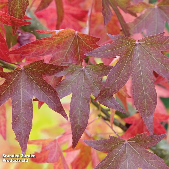 Liquidambar styraciflua (Mature Tree)